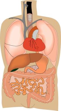 Internal Organs Medical Diagram clip art