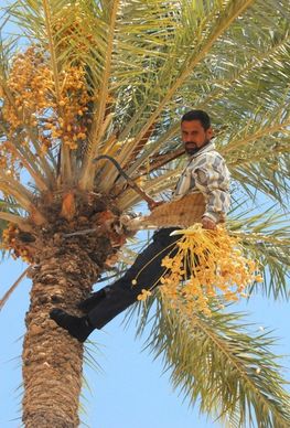 iraq date tree harvesting