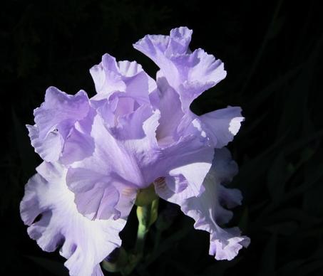 iris flower cape cod