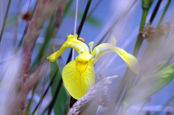 iris yellow spring