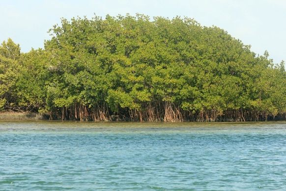 island of mangroves at biscayne national park florida