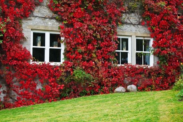 ivy on house in autumn