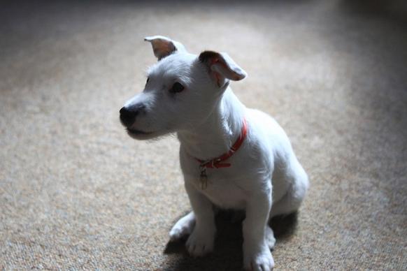 jack russell terrier pup