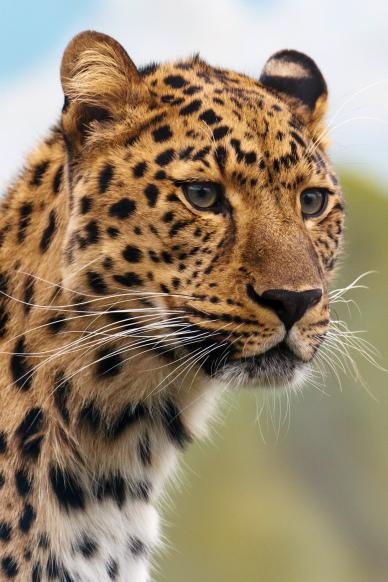 jaguar face picture elegant closeup