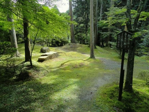 japan landscape forest