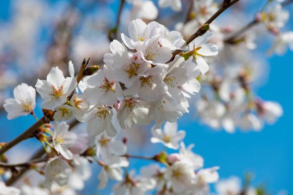 japan picture elegant closeup cheery blossom 