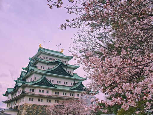 japan scene picture elegant temple cherry blossom scene 