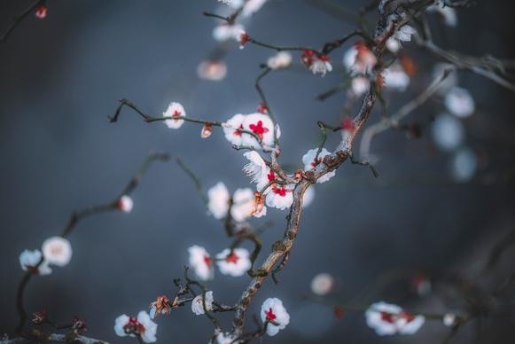 japan scenery picture blooming sakura closeup 