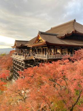 japan scenery picture elegant architecture blossom tree