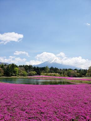 japan scenery picture elegant garden scene 