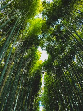 japan scenery picture fresh bamboo forest 