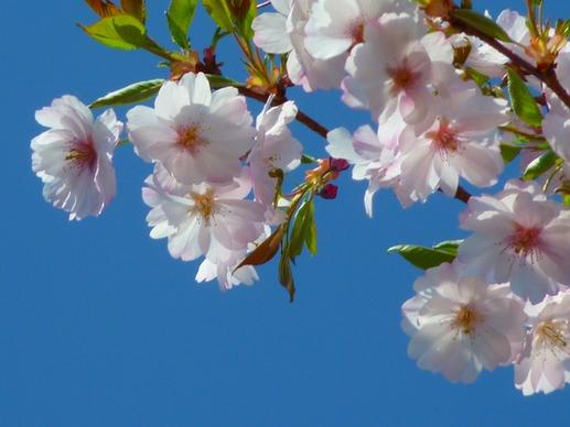 japanese cherry trees flower cherry blossom