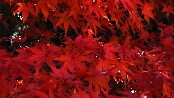 japanese maple japanese maple red leaves