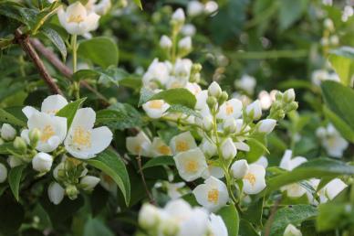 jasmine blossom picture elegant closeup