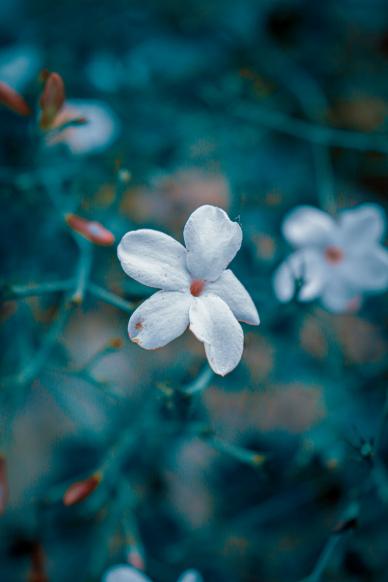 jasmine flower picture contrast closeup