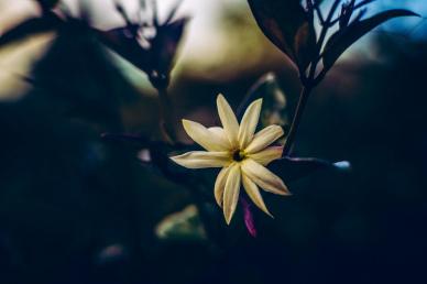 jasmine flower picture dark closeup