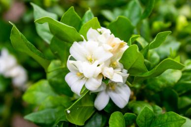 jasmine flowers backdrop elegant bright closeup