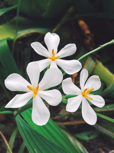 jasmine flowers picture elegant closeup