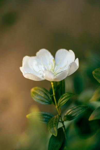 jasmine petal backdrop elegant closeup