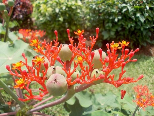 jatropha flower red
