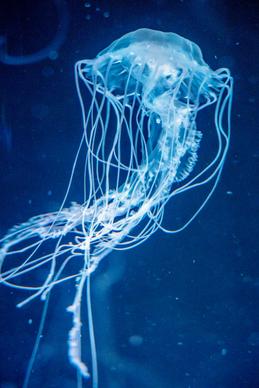 jellyfish picture dynamic closeup 