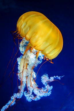 jellyfish picture elegant closeup 
