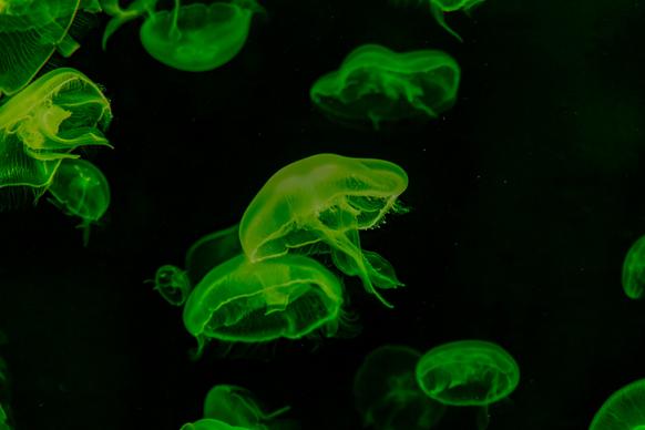 jellyfish school picture dark dynamic