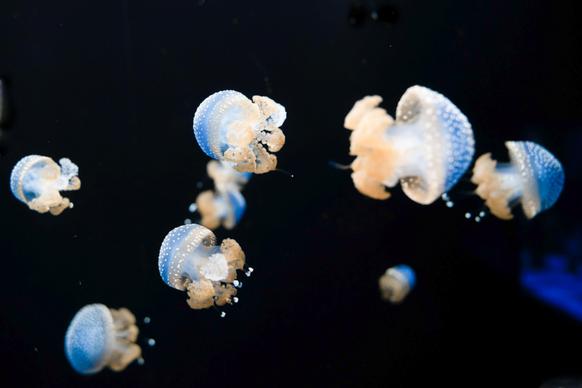 jellyfish school picture elegant dark contrast