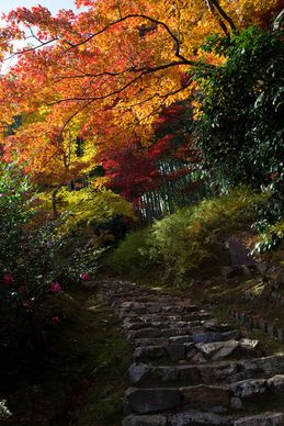 jikishian kyoto autumn leaves 