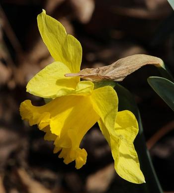 jonquil daffodils narcissus