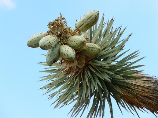 joshua tree josuabaum yucca