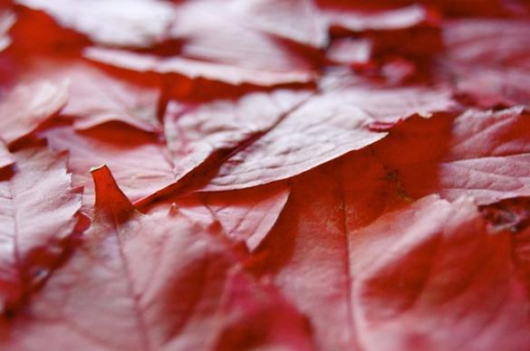 journal autumn red