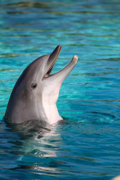 joyful dolphin backdrop picture realistic dynamic elegance