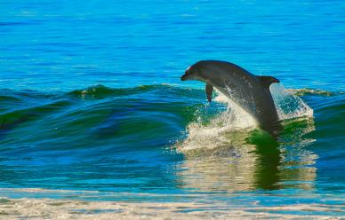 joyful dolphin picture dynamic jumping waves scene