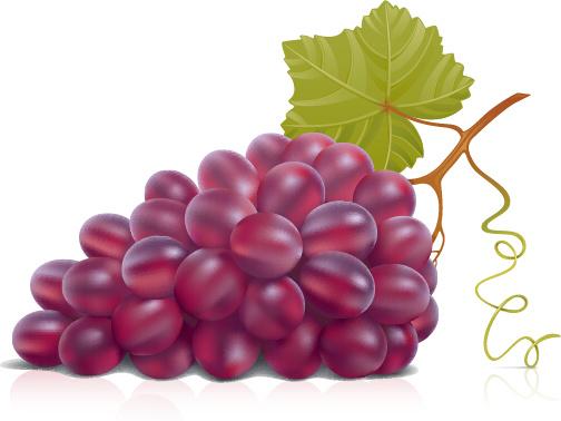 juicy fresh grapes design vector set