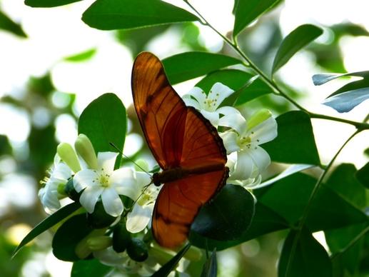 julia butterfly butterfly fly