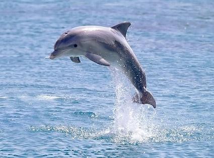 jumping dolphin picture