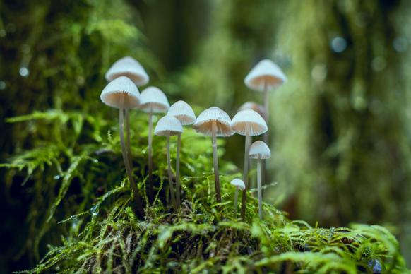 jungle scene picture elegant closeup mushroom growing 
