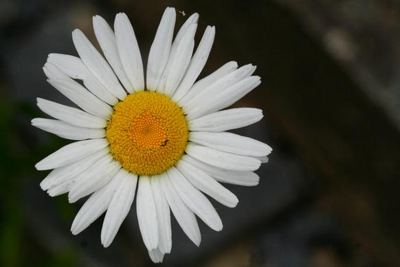 just a daisy