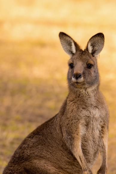 kangaroo animal picture cute contrast closeup