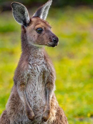 kangaroo backdrop picture cute face closeup