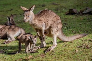 kangaroo herd picture modern realistic 