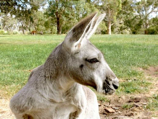 kangaroo marsupial grey kangaroo