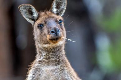 kangaroo picture backdrop cute face closeup