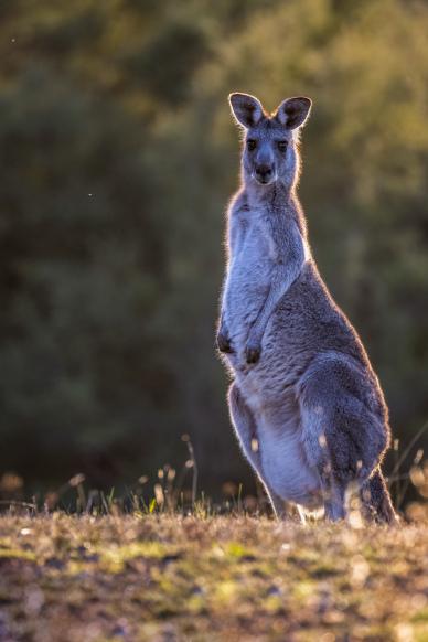  kangaroo picture cute contrast