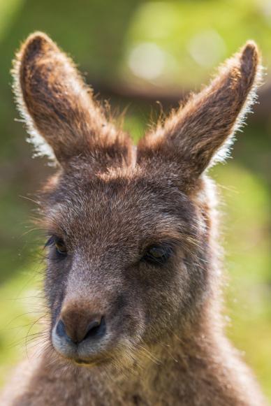 kangaroo picture cute face closeup