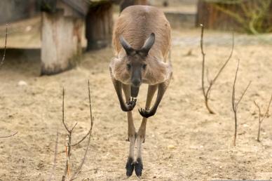 kangaroo  picture dynamic jumping gesture