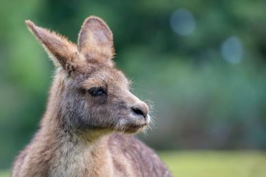 kangaroo picture elegant face closeup