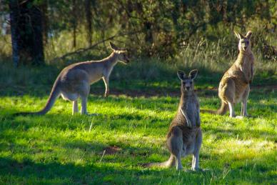 kangaroos herd picture dynamic realistic