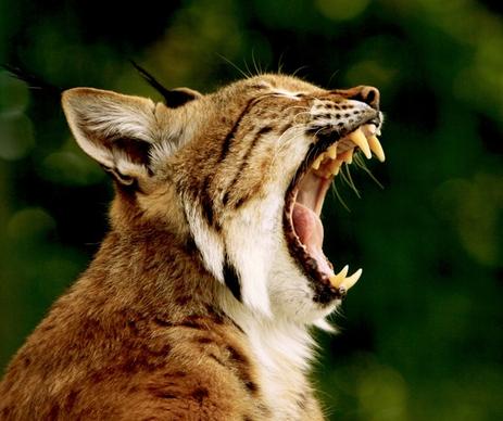 kaz bobcat lynx